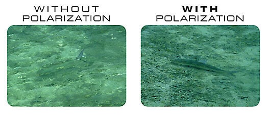 What Polarization Looks Like What Polarization Looks Like