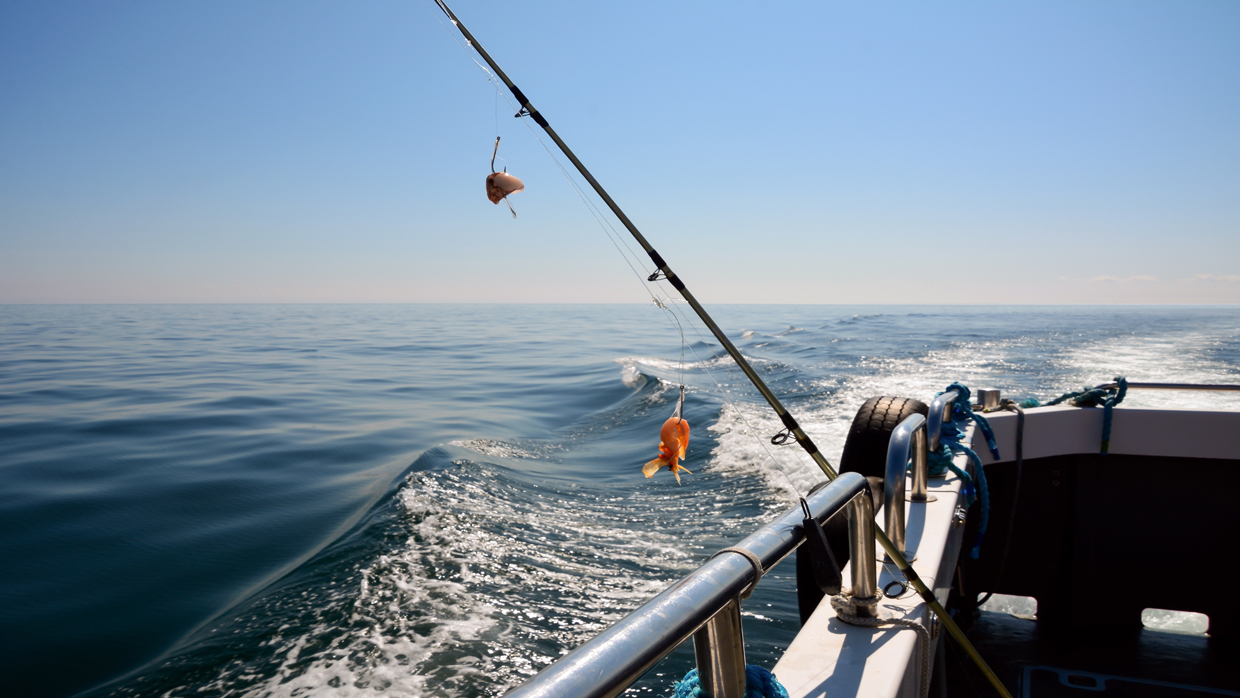 <p style="text-align: center;"><b style="">View All Fishing Rods</b></p>