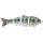 Bluegill