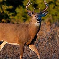 <div style="text-align: center;"><b style="background-color: rgba(0, 0, 0, 0);">Targets</b></div>