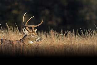 <h4 style="text-align: center;"><b style="background-color: rgba(0, 0, 0, 0);">Guide for Choosing a Treestand</b></h4>