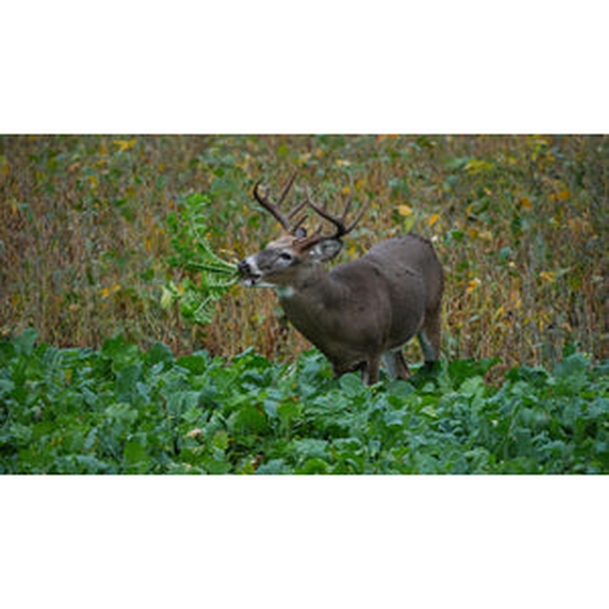 Domain Big Sexy Food Plot Seed